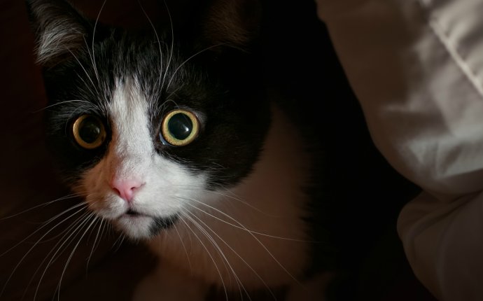 Anxiety and Compulsive Disorders in Cats | petMD