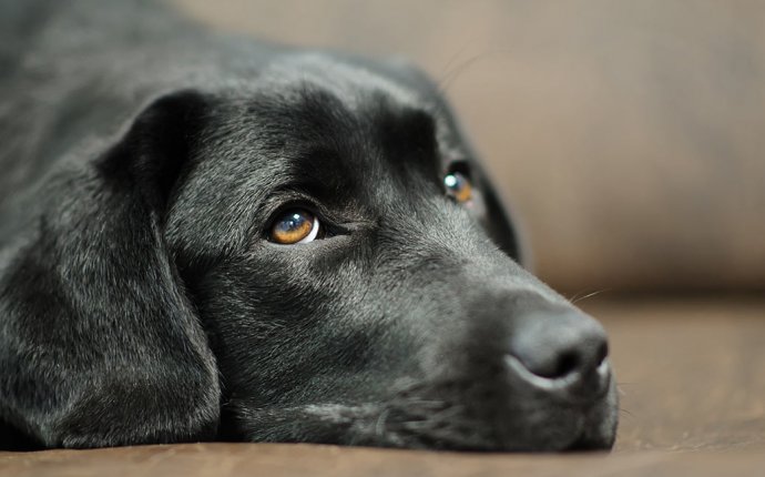 Labrador Health Problems - The Information You Need