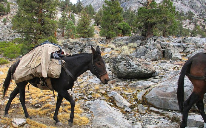 Packing mule - John Muir Trail