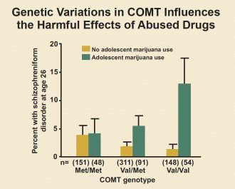 Bar graph showing how the influence of adolescent marijuana use on adult psychosis is affected by COMT genetic variation